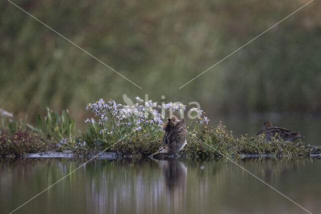 Common Snipe (Gallinago gallinago)