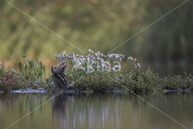 Watersnip (Gallinago gallinago)