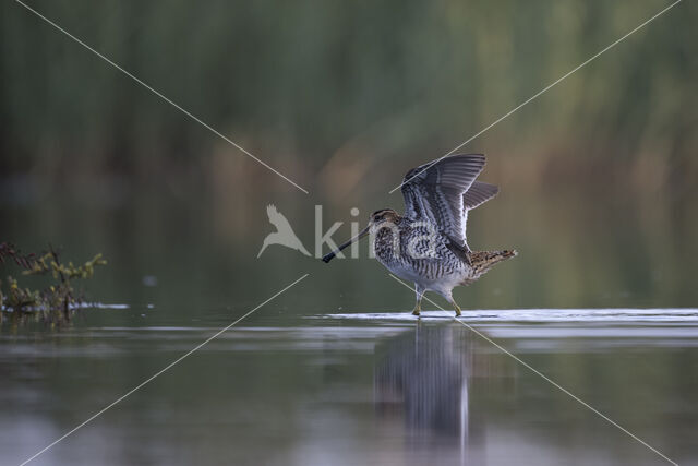 Watersnip (Gallinago gallinago)