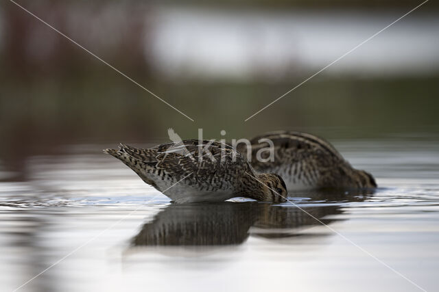 Common Snipe (Gallinago gallinago)