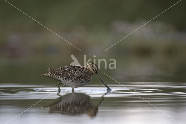 Common Snipe (Gallinago gallinago)