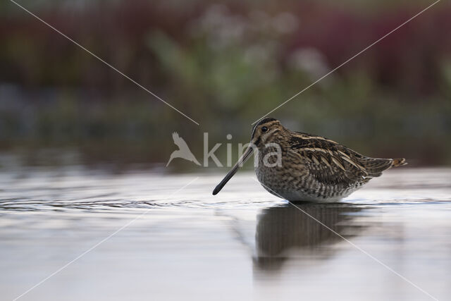 Common Snipe (Gallinago gallinago)