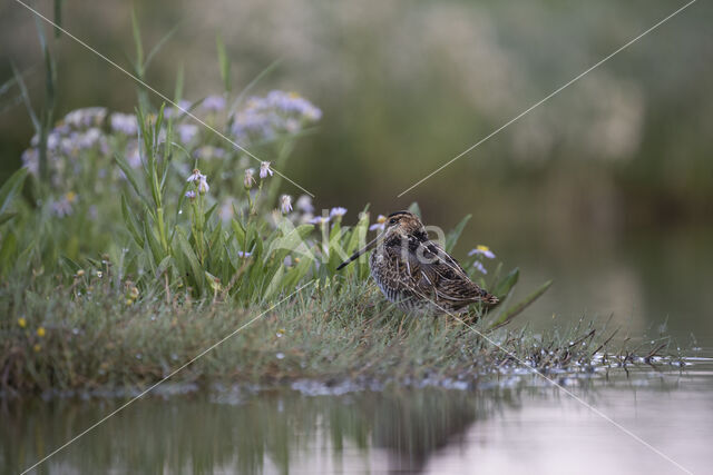 Common Snipe (Gallinago gallinago)