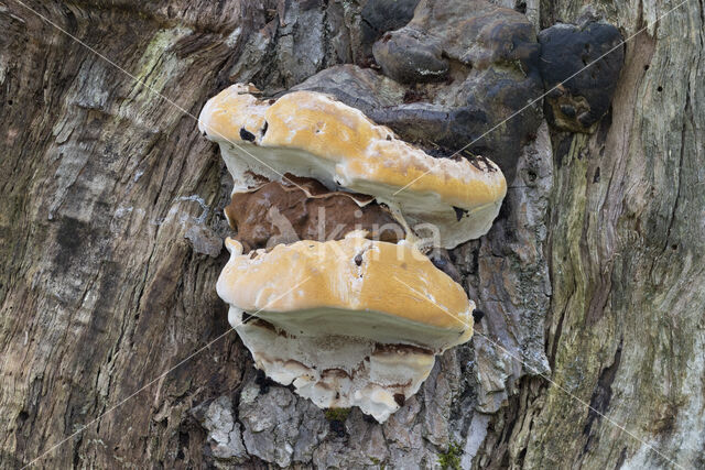 Dikrandtonderzwam (Ganoderma australe)