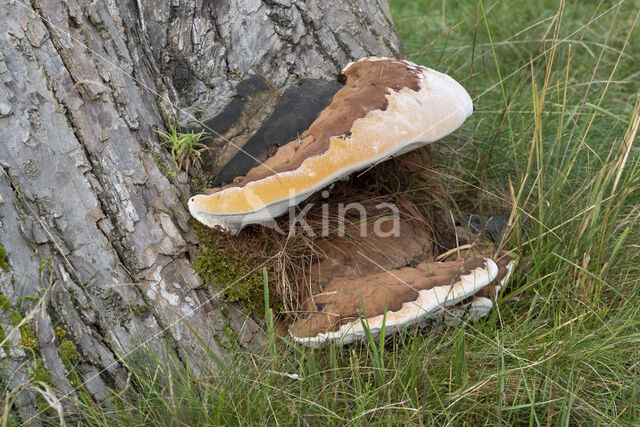 Dikrandtonderzwam (Ganoderma australe)