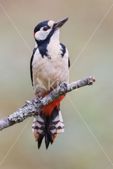 Grote Bonte Specht (Dendrocopos major)