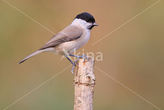 Marsh Tit (Parus palustris)