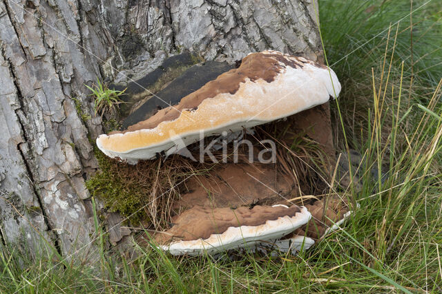 Dikrandtonderzwam (Ganoderma australe)