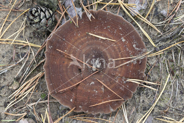 Echte tolzwam (Coltricia perennis)