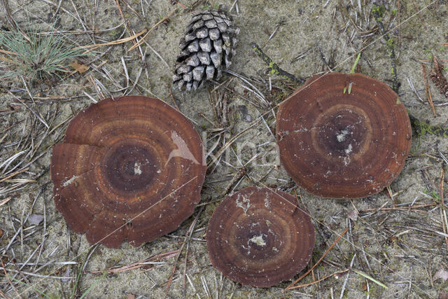 Echte tolzwam (Coltricia perennis)