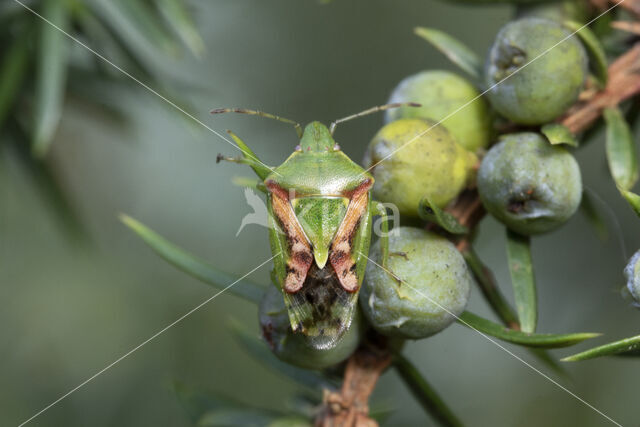 cyphostethus tristriatus