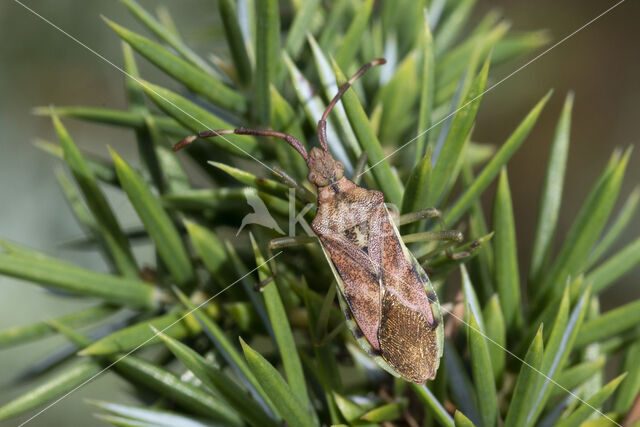 jeneverbesrandwants (gonocerus juniperi)