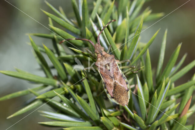 gonocerus juniperi