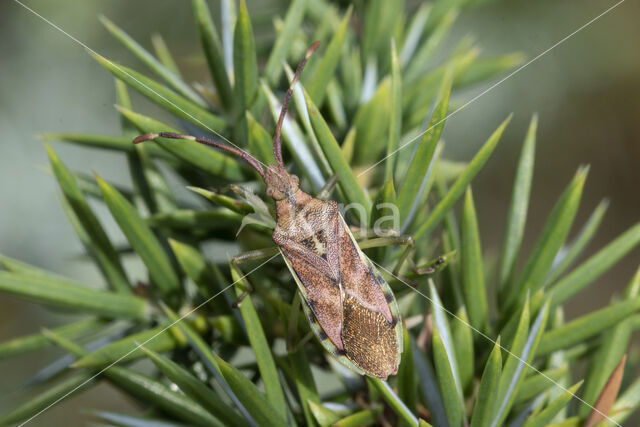 jeneverbesrandwants (gonocerus juniperi)