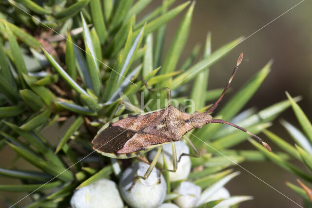 gonocerus juniperi