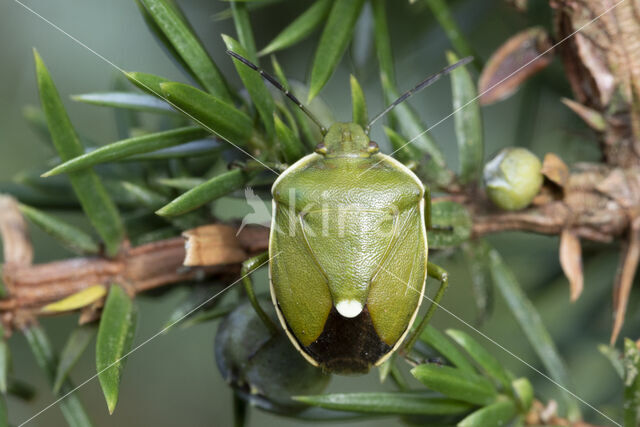 Juniper shieldbug (Cyphostethus tristriatus)