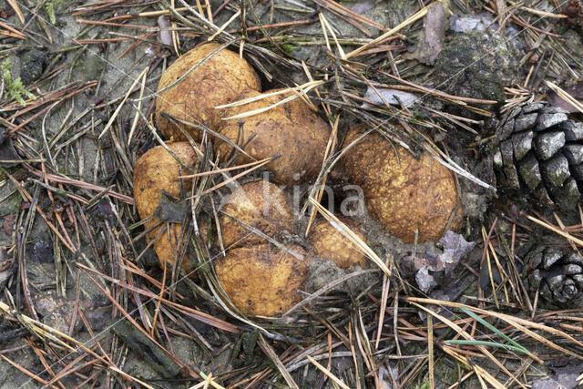 Okerkleurige vezeltruffel (Rhizopogon luteolus)