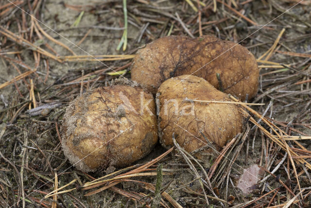 Okerkleurige vezeltruffel (Rhizopogon luteolus)