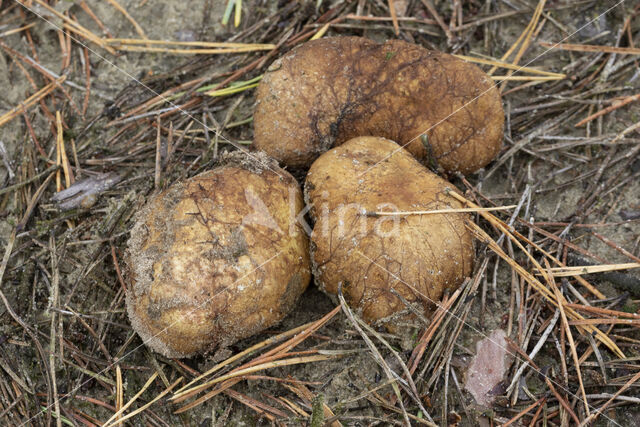 Okerkleurige vezeltruffel (Rhizopogon luteolus)