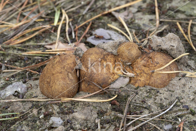 Okerkleurige vezeltruffel (Rhizopogon luteolus)