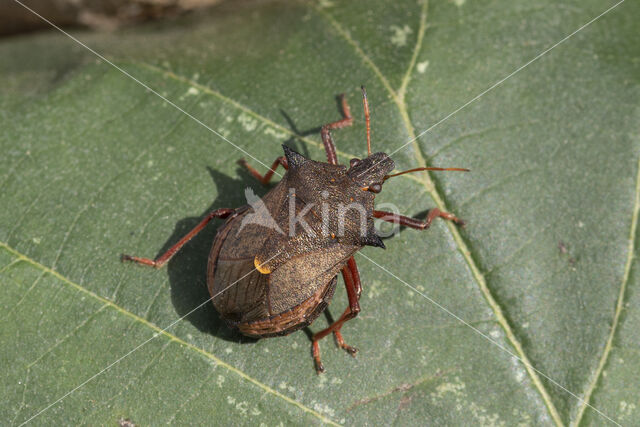 tweetandschildwants (picromerus bidens)