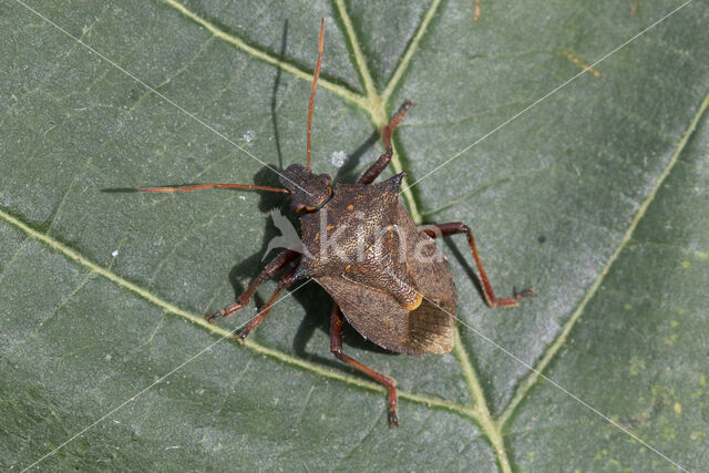 tweetandschildwants (picromerus bidens)