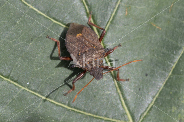 tweetandschildwants (picromerus bidens)