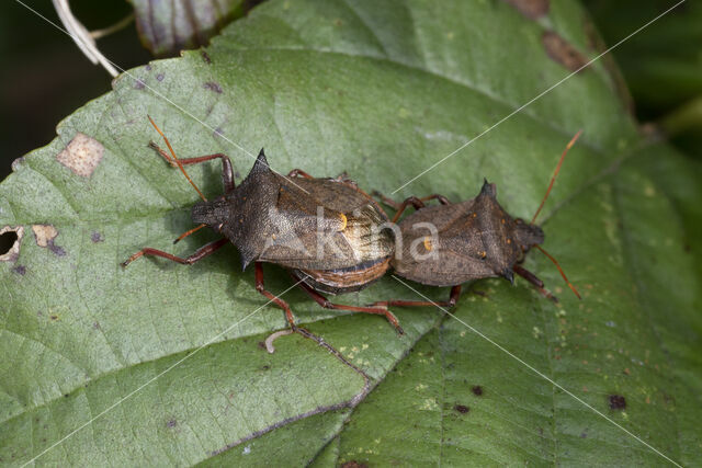 tweetandschildwants (picromerus bidens)