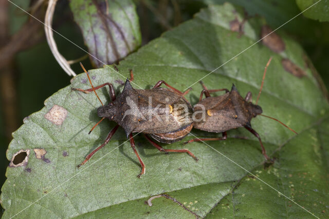 tweetandschildwants (picromerus bidens)