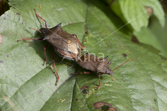 tweetandschildwants (picromerus bidens)