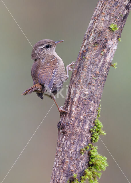 Winterkoning (Troglodytes troglodytes)