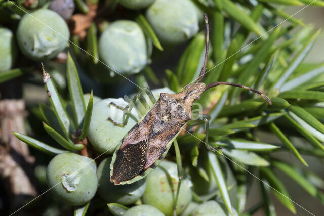 jeneverbesrandwants (gonocerus juniperi)