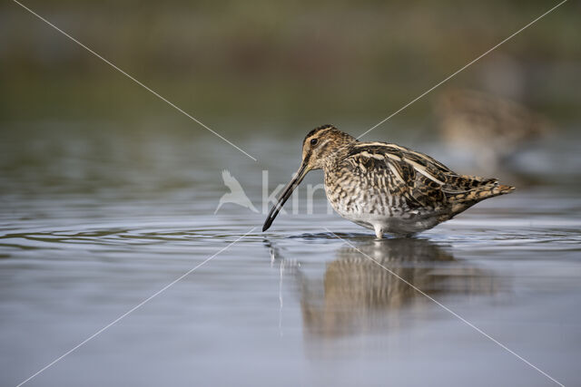 Watersnip (Gallinago gallinago)