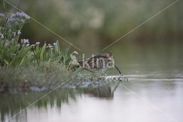 Common Snipe (Gallinago gallinago)