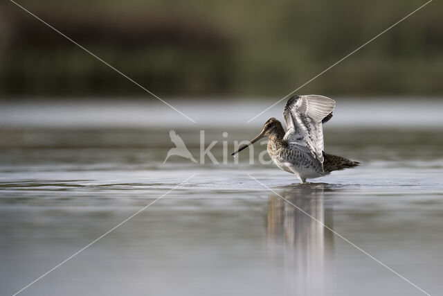 Common Snipe (Gallinago gallinago)