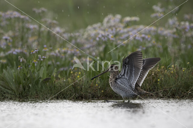 Common Snipe (Gallinago gallinago)