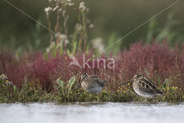 Common Snipe (Gallinago gallinago)