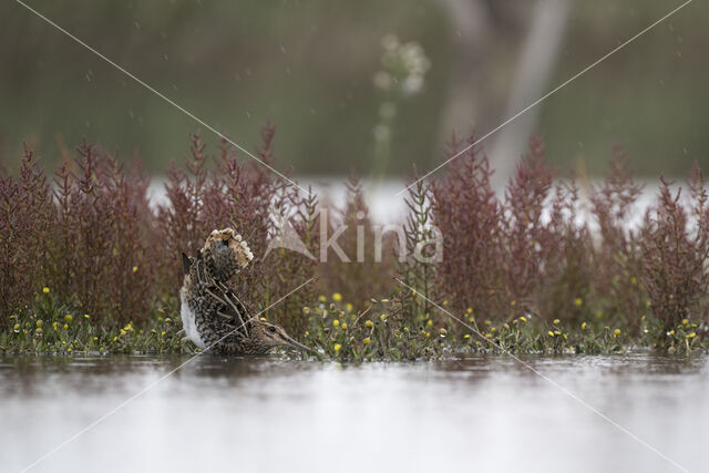 Watersnip (Gallinago gallinago)