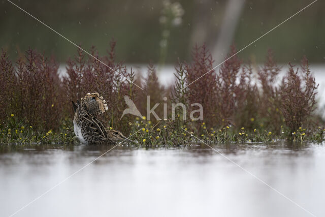 Watersnip (Gallinago gallinago)