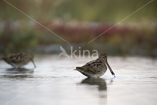 Common Snipe (Gallinago gallinago)