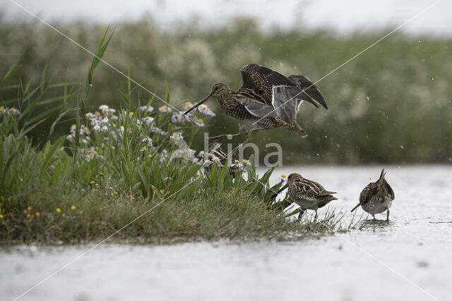 Common Snipe (Gallinago gallinago)