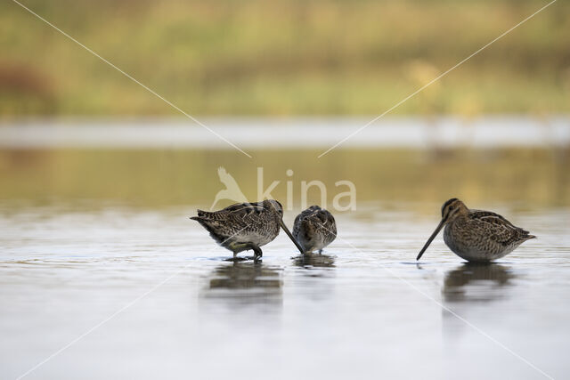 Common Snipe (Gallinago gallinago)