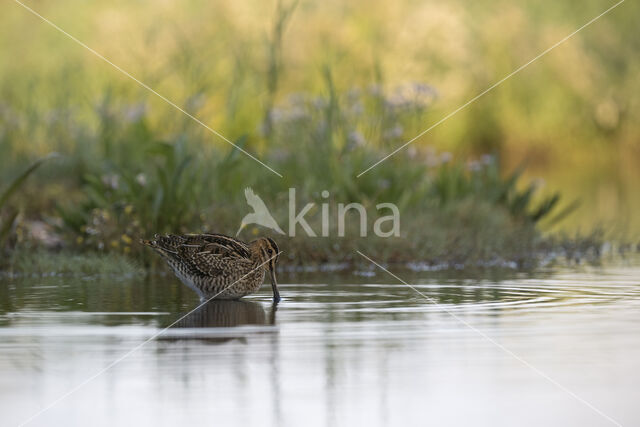 Watersnip (Gallinago gallinago)