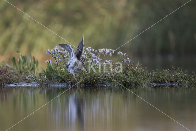 Common Snipe (Gallinago gallinago)