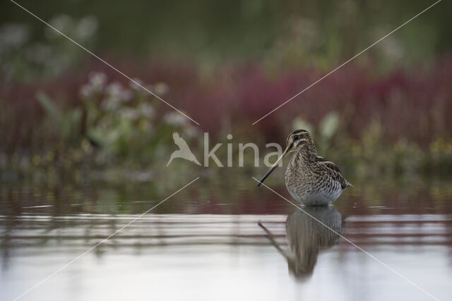 Common Snipe (Gallinago gallinago)