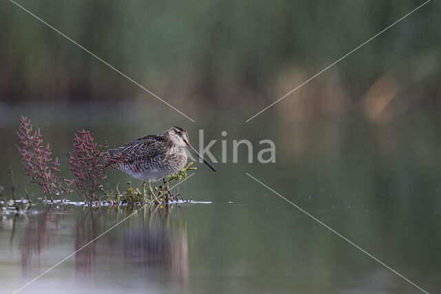 Watersnip (Gallinago gallinago)