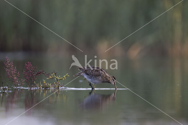 Common Snipe (Gallinago gallinago)