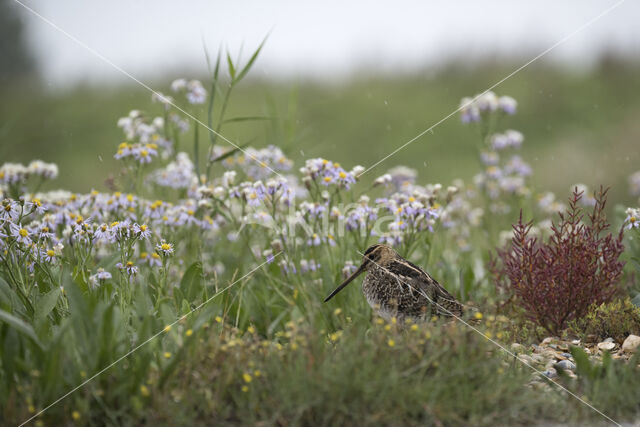 Common Snipe (Gallinago gallinago)