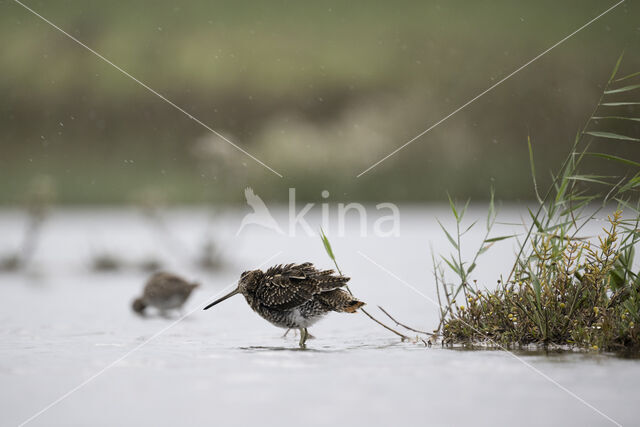 Watersnip (Gallinago gallinago)