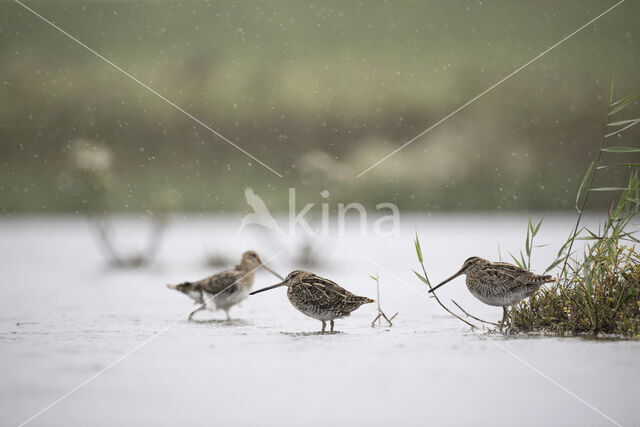 Watersnip (Gallinago gallinago)